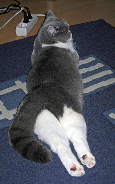 制胜法宝:车队密谋策略的背后故事