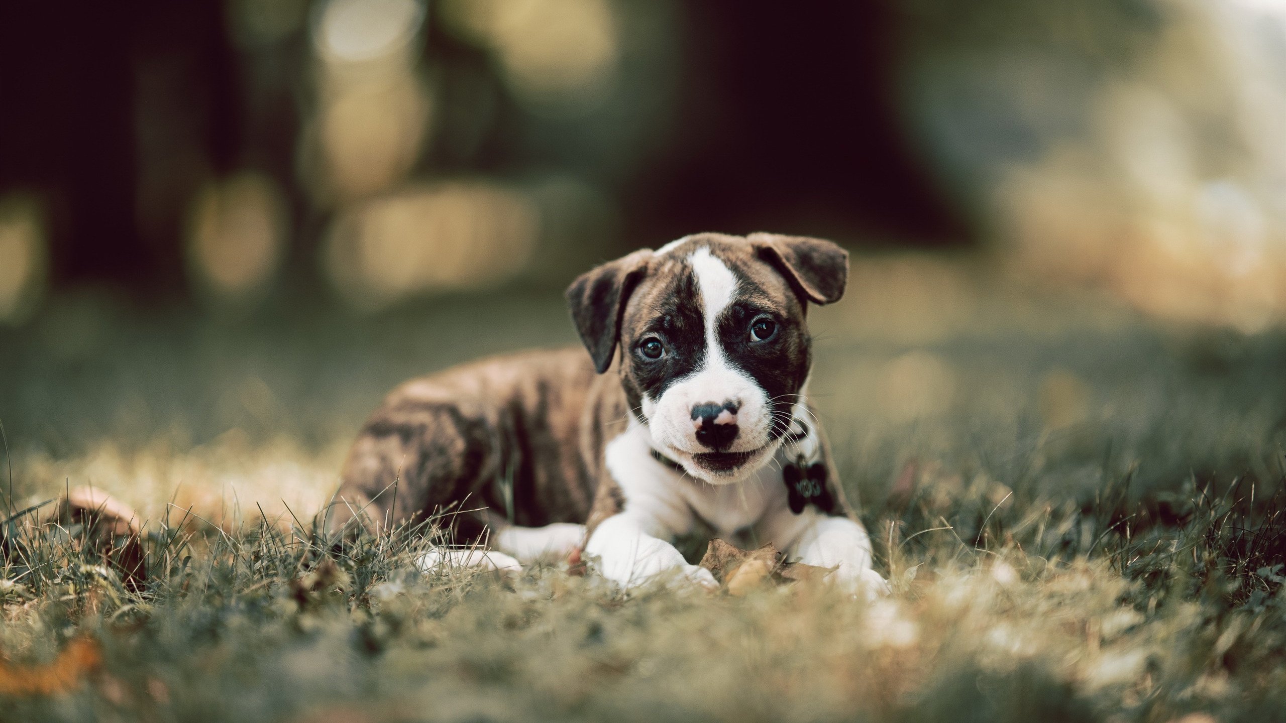 德甲排名：拜仁继续领跑，但多特和莱比锡紧随其后，德甲intro